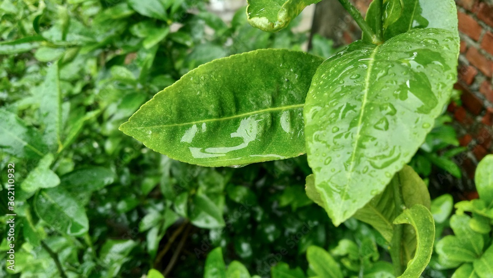 green leaves with water drops, natural wallpaper for advertisement or printing diary cover or page green leaves with water drops, natural wallpaper for advertisement or printing diary cover or page