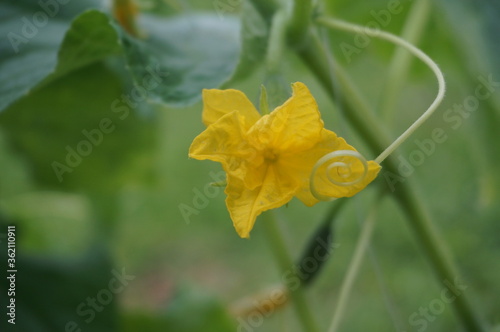 flowering cucumber with a yellow flower