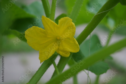 flowering cucumber with a yellow flower