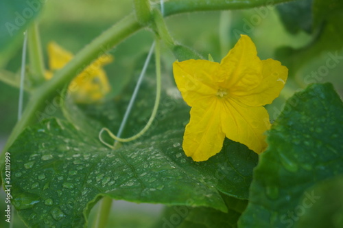 flowering cucumber with a yellow flower