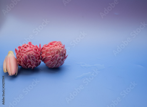 REd toch ginger flower over blue background photo