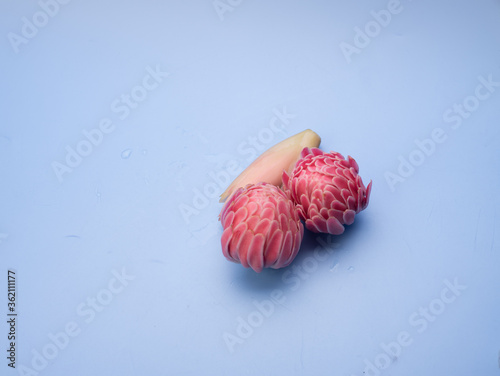 REd toch ginger flower over blue background photo