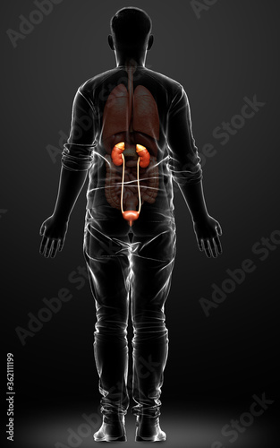 Fototapeta Naklejka Na Ścianę i Meble -  3d rendered, medically accurate illustration of the kidneys