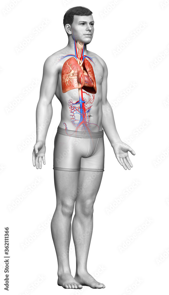 3d rendered, medically accurate illustration of a male lung anatomy 3d rendered, medically accurate illustration of a male lung anatomy