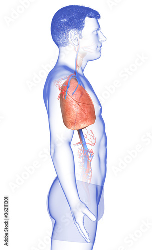 3d rendered, medically accurate illustration of a male lung anatomy