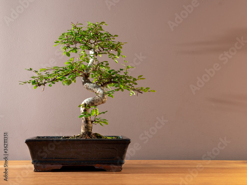 Potted bonsaï, Zelkova serrata, in pot on wooden table shelf, zen concept interior design