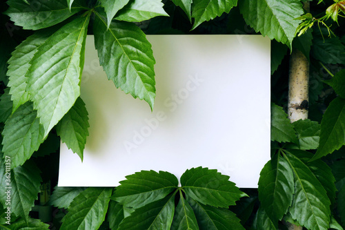 Frame of natural leaves of climbing wild grapes around a white sheet. Natural background or mocap with space for text.