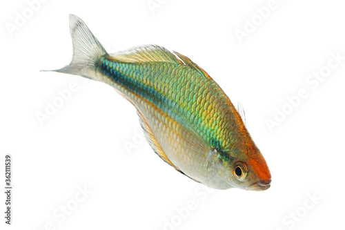 Turquoise Rainbowfish Aquarium Fish Lake Kutubu rainbowfish Melanotaenia lacustris 