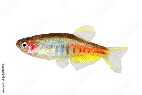 Glowlight Danio aquarium fish Danio choprai freshwater fish