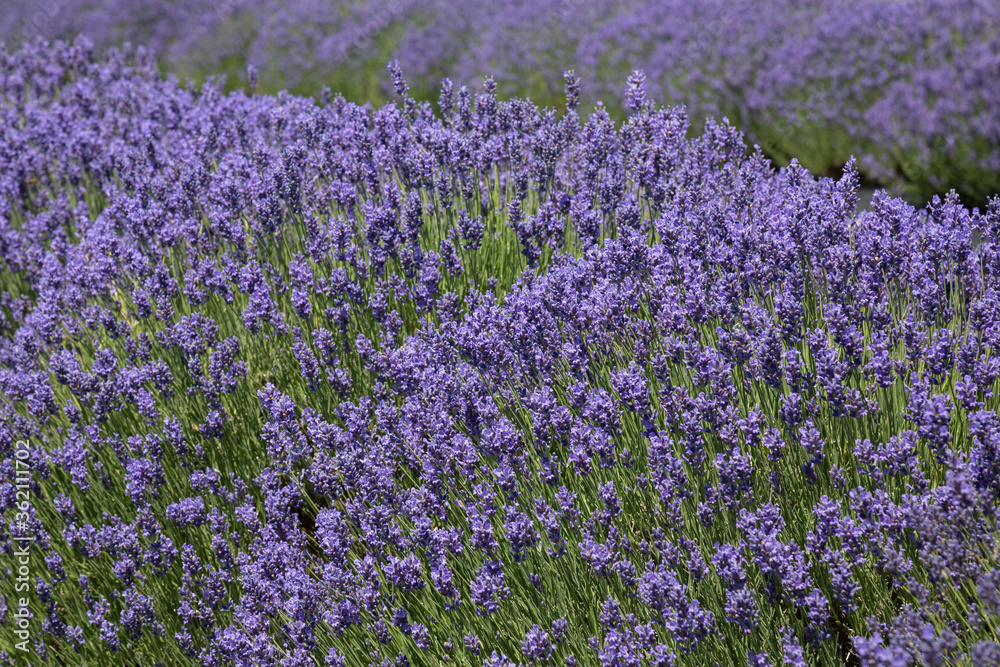 Fototapeta premium field of lavender