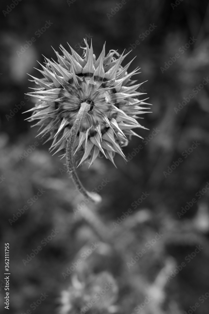 Thistle seed head