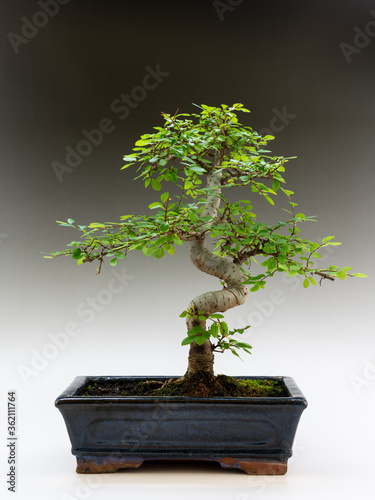 Bonsaï (Zelkova serrata) tree side view with a black gradient background.