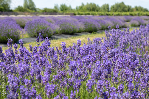 field of lavender © Iri.Andrie