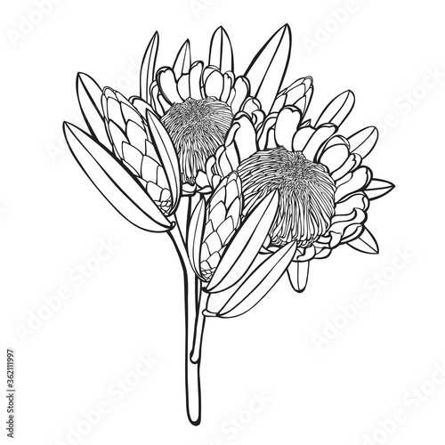 Protea Handdrawn bouquet Detailed  Vector Illustration photo