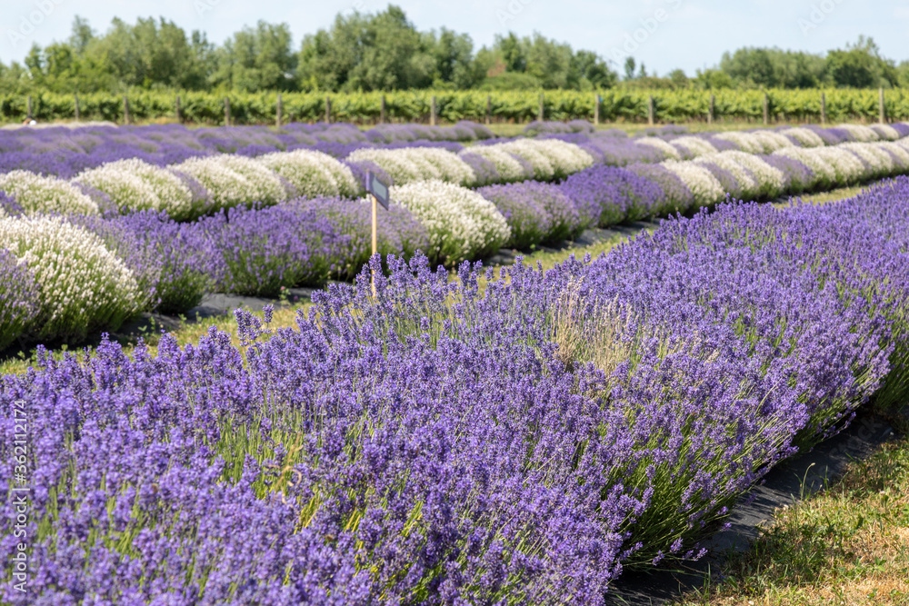 Fototapeta premium field of lavender
