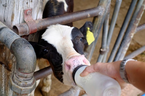 A closeup of young black and white Holstein calf in a barn, being fed a bottle of milk, with its head popping out of its enclosure.