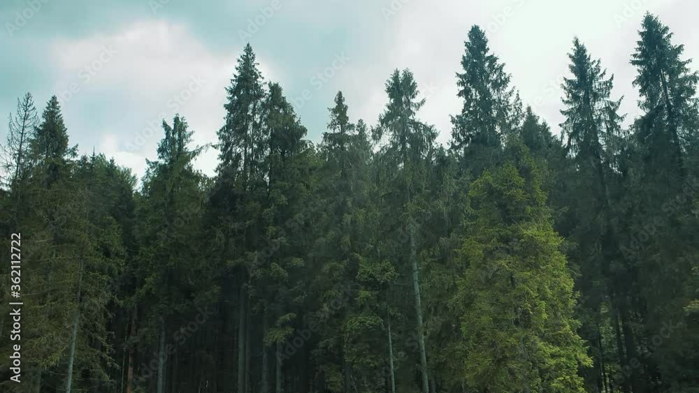 Panorama of mountain tree tops. Green trees on a sunny day. Flight near the forest trees Panorama of mountain tree tops. Green trees on a sunny day. Flight near the forest trees