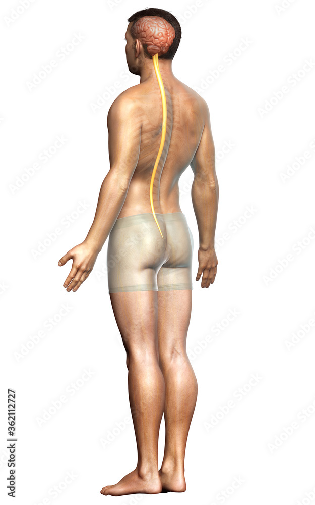 3d rendered medically accurate illustration of a male brain 3d rendered medically accurate illustration of a male brain