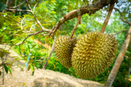 Durian, oval-shaped, large, hard-shelled lobes Hard thorns all over the fruit The meat covering the seeds has a sweet taste. It has many varieties. © fuad