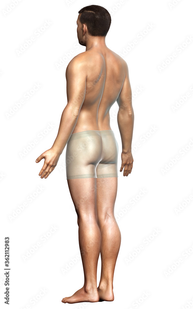3d rendered illustration of the male body