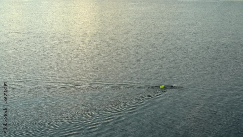 open water swimmer with a swim buoy on a calm lake, summer morning workout open water swimmer with a swim buoy on a calm lake, summer morning workout