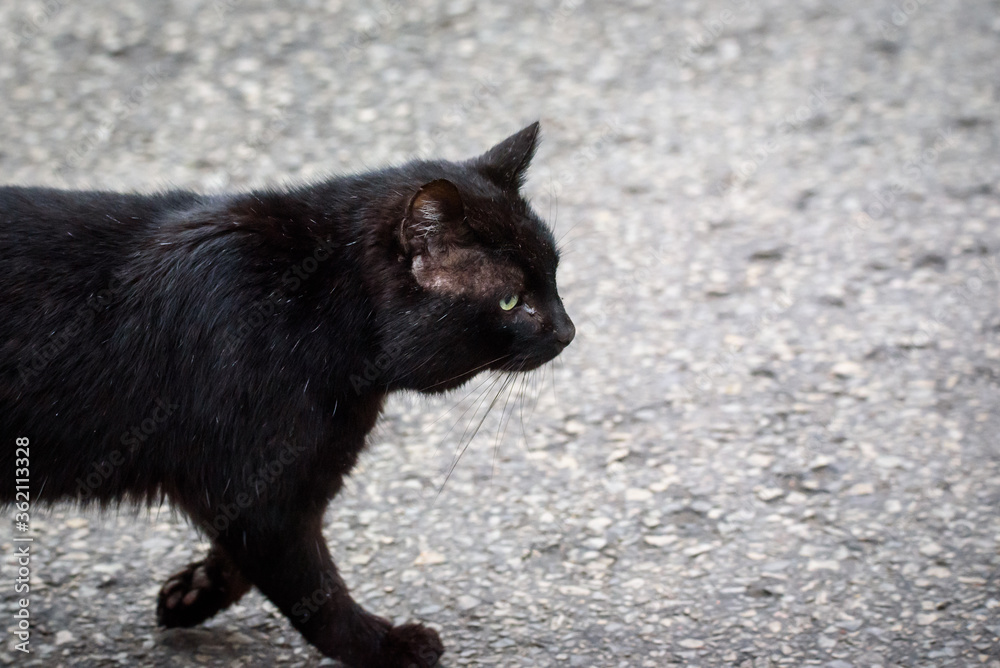 Black stray cat on the stree in city. Black stray cat on the stree in city.
