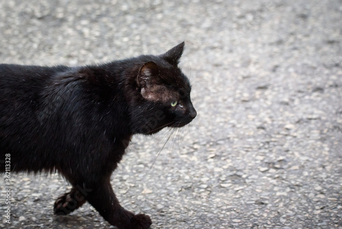 Black stray cat on the stree in city.