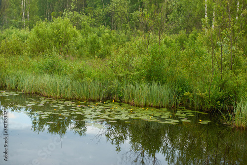 Summer forest river reflection landscape. Forest river reflection view. Forest river landscape. Green forest river view