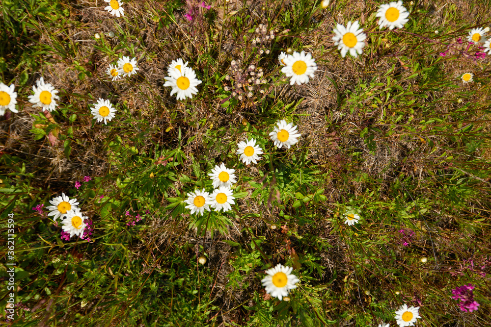 Wild flowers meadow with sky in the background