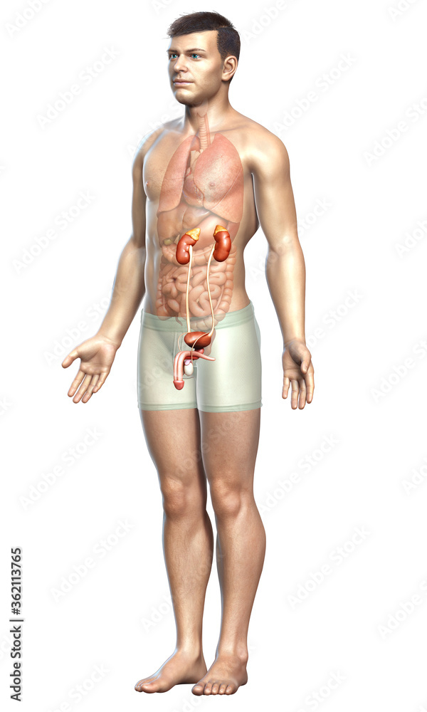 3d rendered, medically accurate illustration of the kidneys 3d rendered, medically accurate illustration of the kidneys