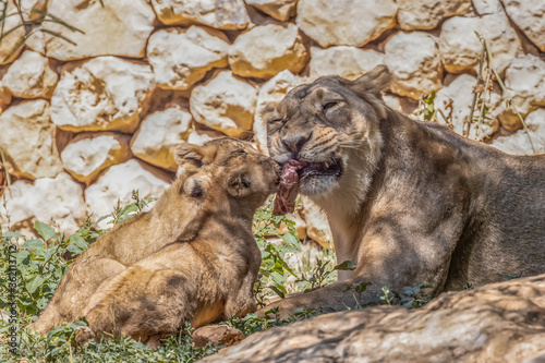 Fototapeta Naklejka Na Ścianę i Meble -  A Lioness and her Cubs in the Jerusalem, Israel, Zoo