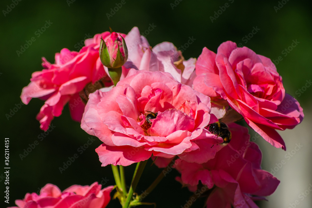 Fototapeta premium The bumblebee hid under the petals of pink rose buds.