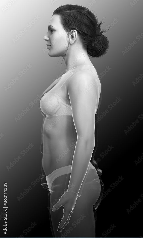 3d rendered illustration of the female body 3d rendered illustration of the female body