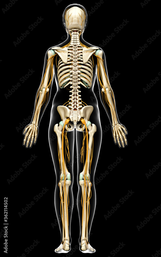 3d rendered medically accurate illustration ofa female nervous system and skeleton system