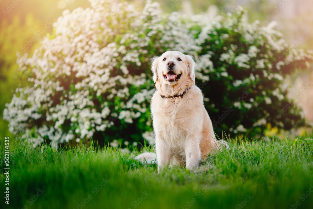 Active, smile and happy purebred labrador retriever dog outdoors in grass park on sunny summer day