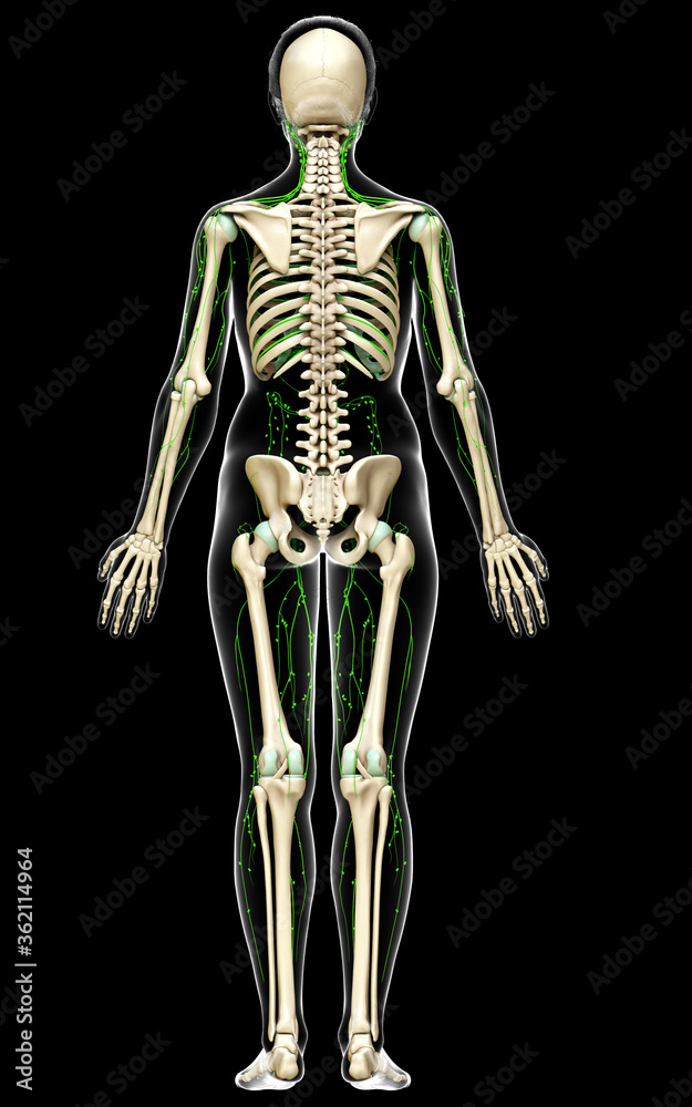 3d rendered medically accurate illustration of a female lymphatic system 3d rendered medically accurate illustration of a female lymphatic system
