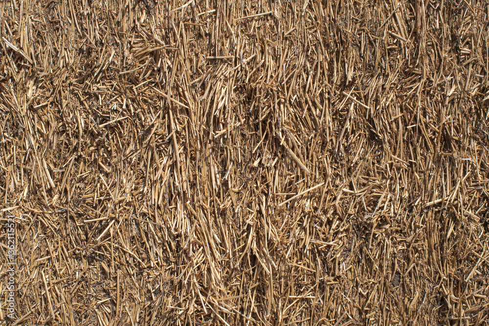 Closeup of texture of a pack of hay Closeup of texture of a pack of hay