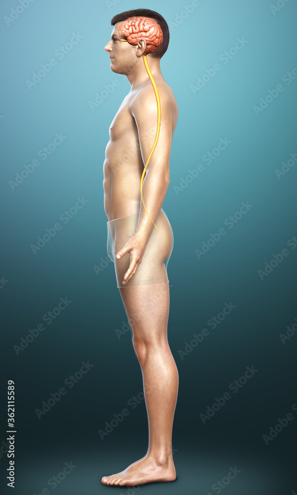 Naklejka premium 3d rendered medically accurate illustration of a male brain