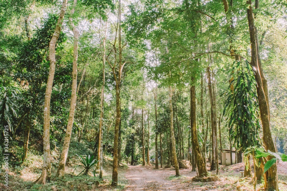 forest in thailand