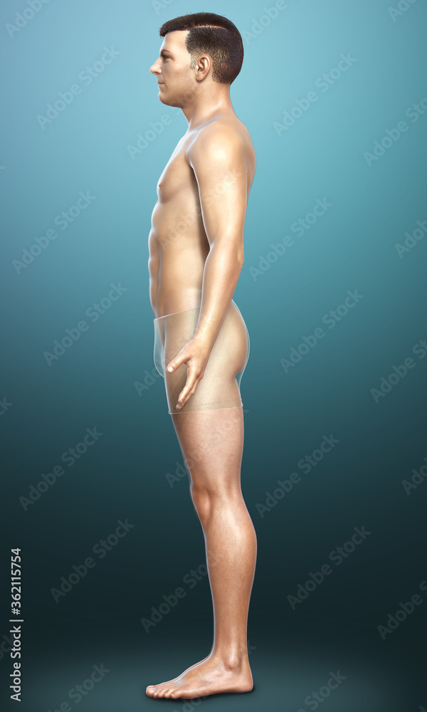 Fototapeta premium 3d rendered illustration of the male body