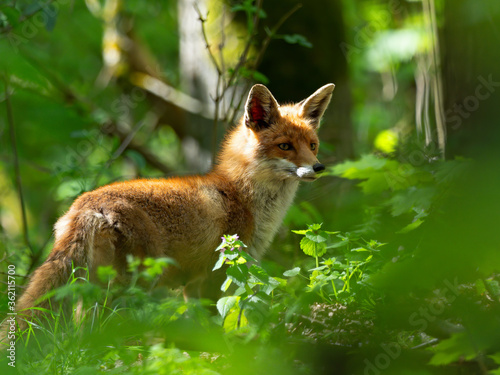 Wildlife photo of a Red Fox (Vulpes vulpes) standing in the wood, Germany