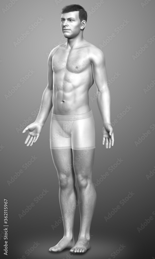 3d rendered illustration of the male body 3d rendered illustration of the male body