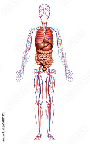 3d rendered medically accurate illustration of the circulatory system and internal organs