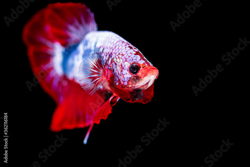 Beautiful colorful betta, Fighting fish the moving moment beautiful of fish betta in thailand on black background.