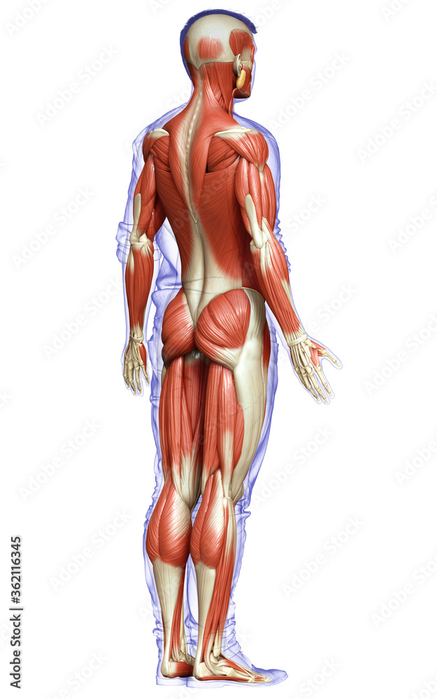 3d rendered medically accurate illustration of a male muscle system 3d rendered medically accurate illustration of a male muscle system