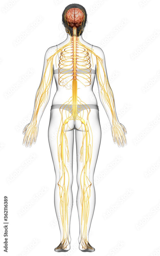 3d rendered medically accurate illustration of a female nervous system 3d rendered medically accurate illustration of a female nervous system