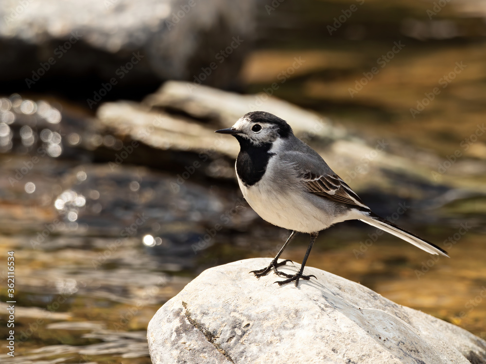 Obraz premium Closeup of a White Wagtail (Motacilla alba) standing on a rock at a river bank, Germany
