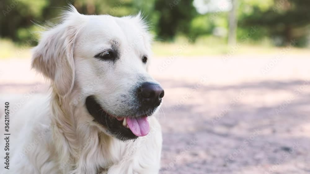 Golden retriever young dog is resting and breathing close up Golden retriever young dog is resting and breathing close up