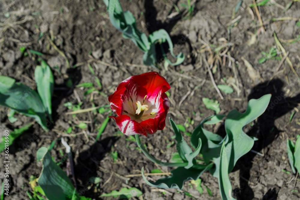 One tulip flower top view.