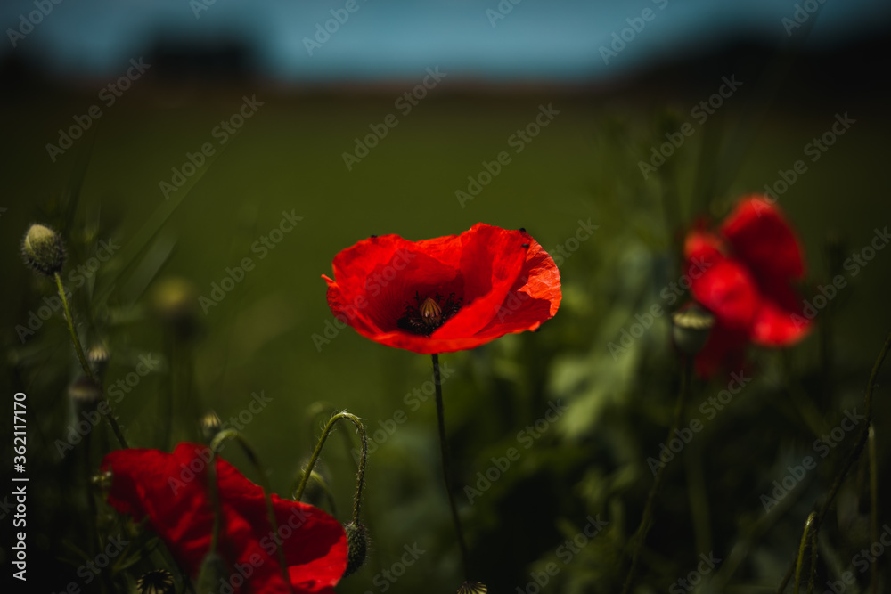 Poppy flower. 
Colorful,vivid close up of red, wild poppy flowers outdoors.